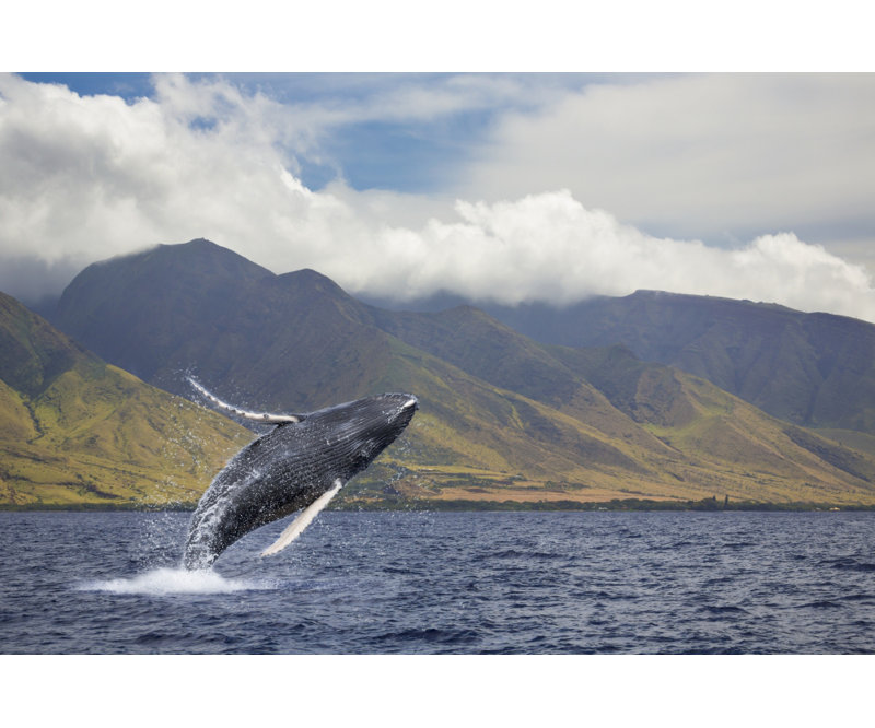 Une baleine à bosse violente du côté ouest de l'île de Maui; Maui, Hawaii, États-Unis d'Amérique
