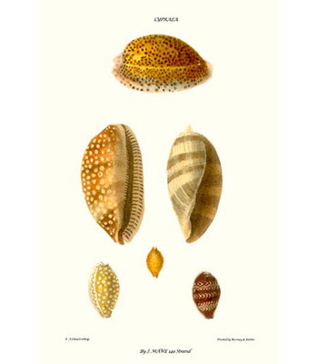 Coquillages cowrie-impression d’art graphique