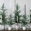 SEASONAL GREENERY TREE S/2 CEDAR POT 2FT-1604586734