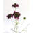 Violet Scabiosa Wildflower 29"