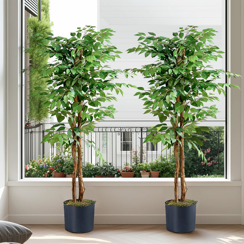 Ensemble de ficus artificiels en pot Vikki 2, H 59 po x l 15,74 po x P 15,74 po