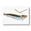 Cod Fish On The Line by Edward Donovan - Wrapped Canvas-55372027