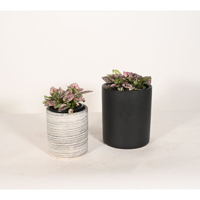 Upshining Live Foliage Plant in Ceramic Pot
