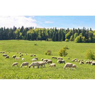 Flock Of Sheep by Macniak - Wrapped Canvas Print