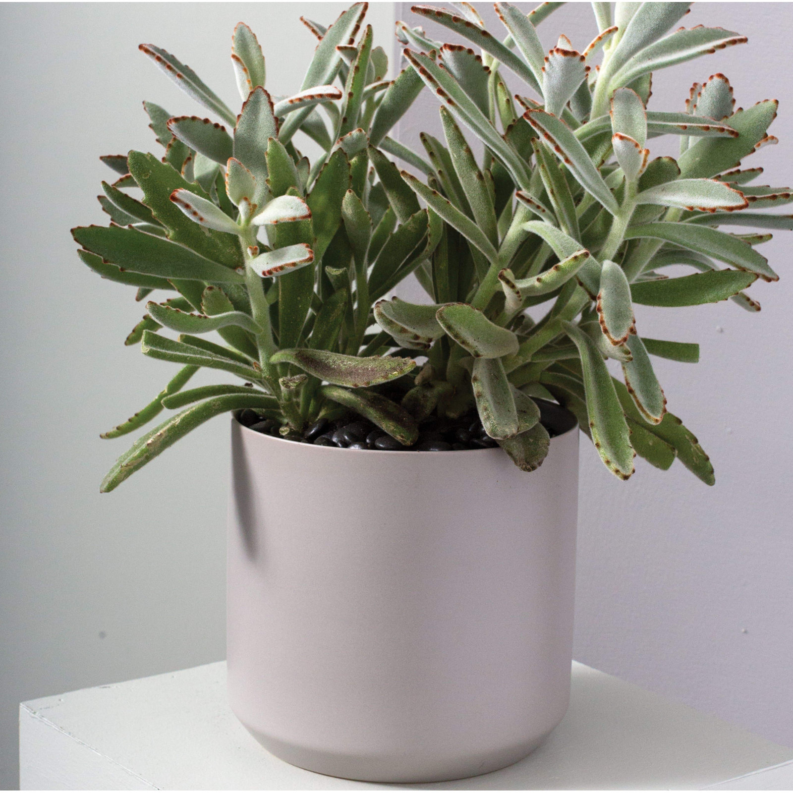 Parsons 12" Ceramic Pot Planter, 9" H x 8.5" W x 8.5" D, Gray