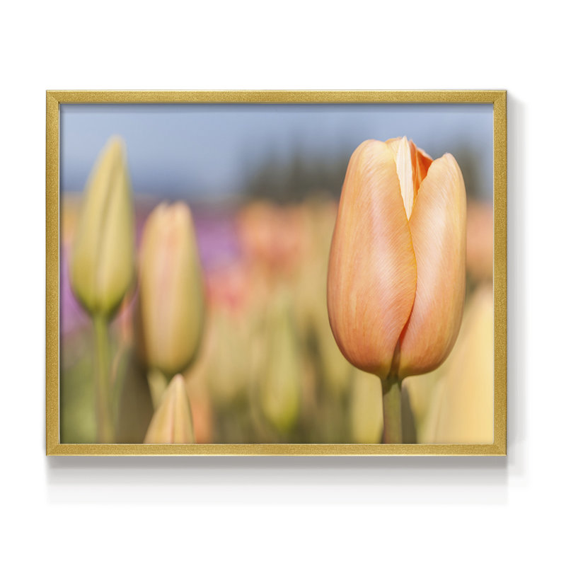 Opening to the Sun -Framed Print - Restickable