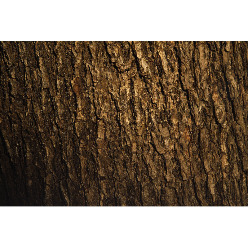 Bark Of Pine Tree by Kyoshino - No Frame Art Prints on Canvas, 30cm H x 46cm W