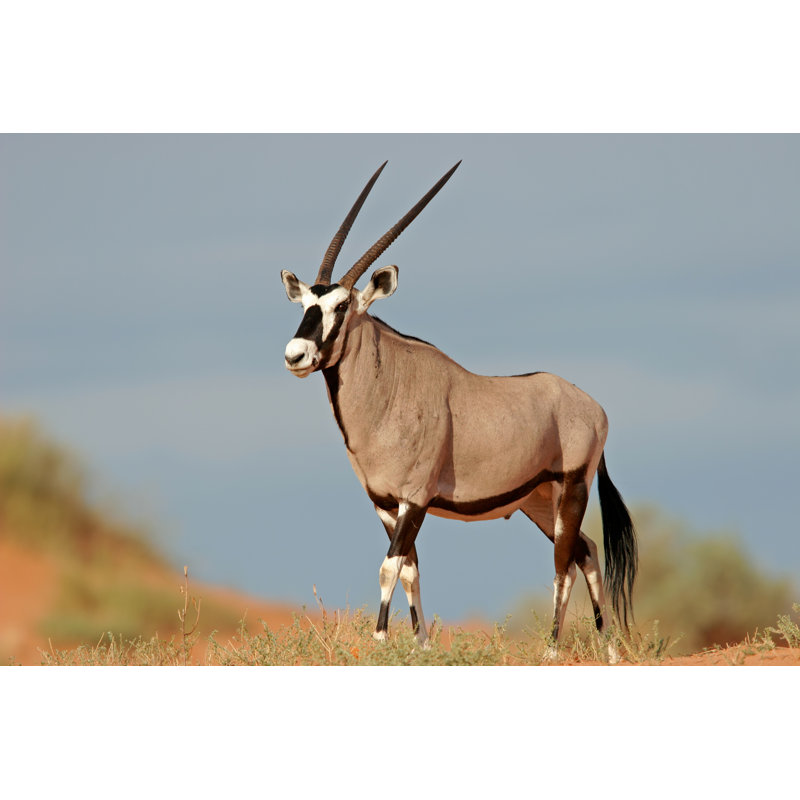 Gemsbok Antelope par Ecopic - Photographie sur toile tendue, L 12 po x H 8 po