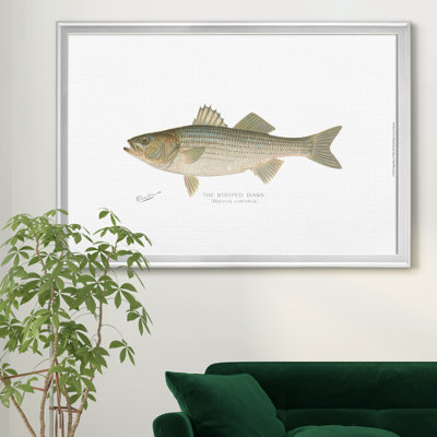 " Striped Bass "