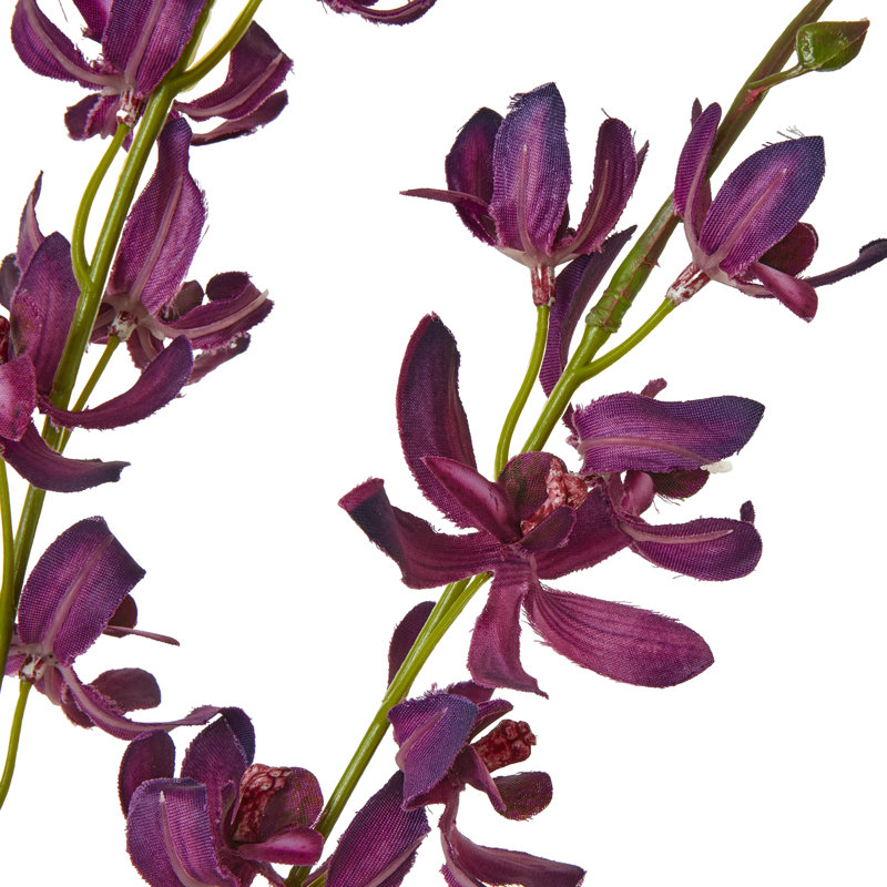 Anastasija Arrangement, Purple