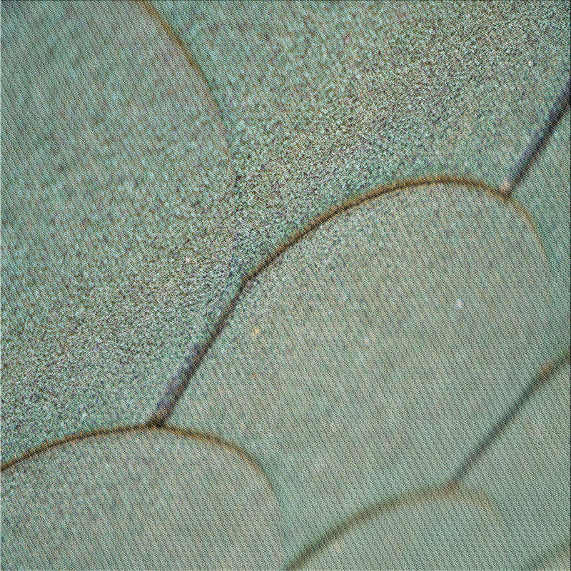 Tapis vert / gris, Carré 7 pi