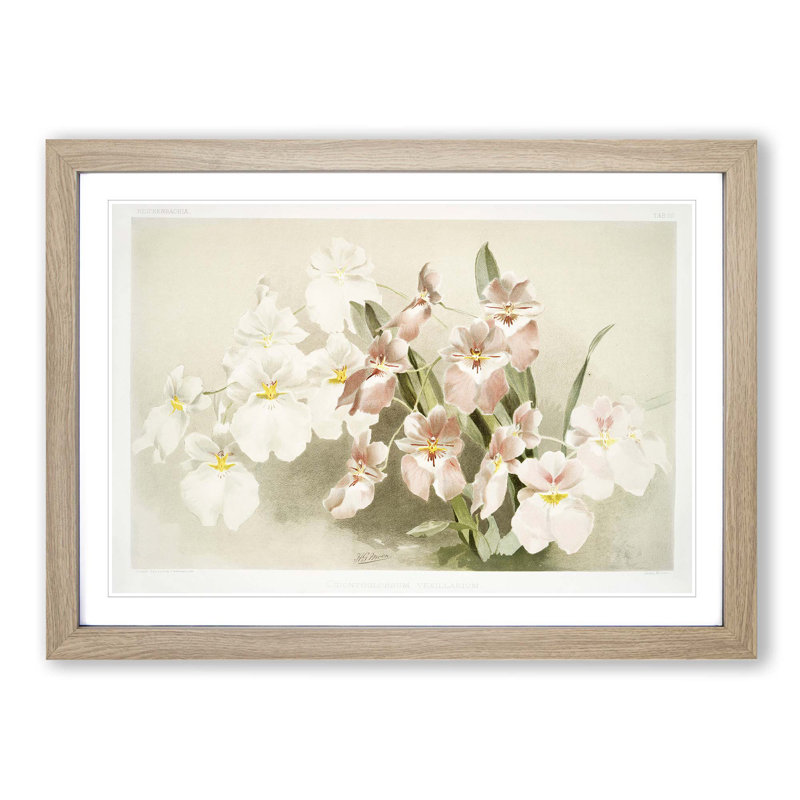 Magnolia Flowers Illustration Tab. 29 by Frederick Sander - Picture Frame Painting Print, 27cm H x 36cm W x 2cm D, Oak Framed