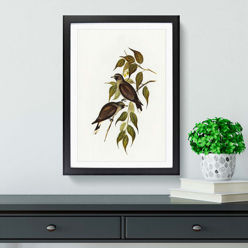 White-Vented Woodswallows by Elizabeth Gould - Picture Frame Painting Print, 36cm H x 27cm W x 2cm D, Black Framed
