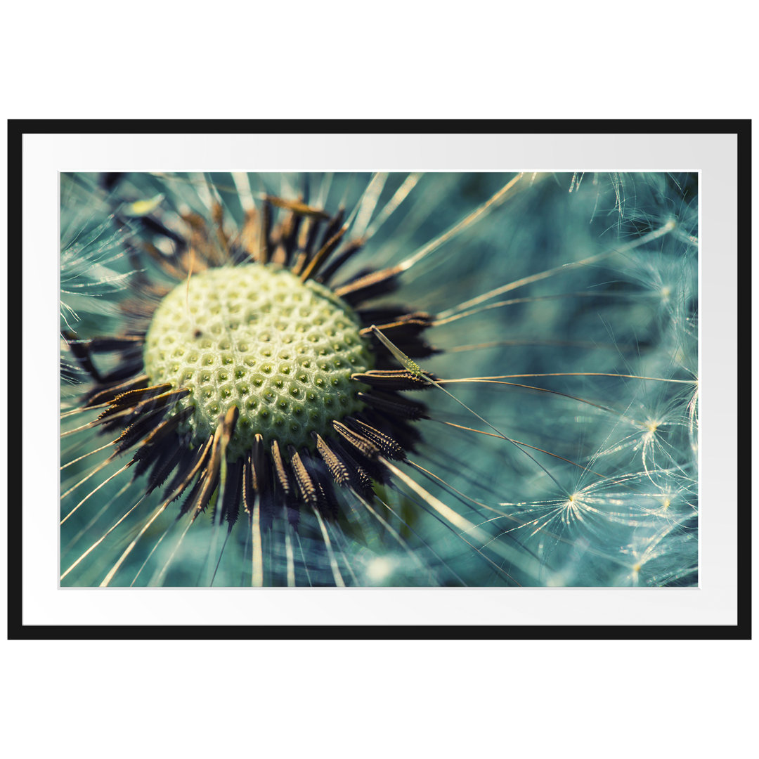 Gerahmtes Poster Pusteblume