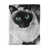 Blue Blue Eyes Siamese Cat