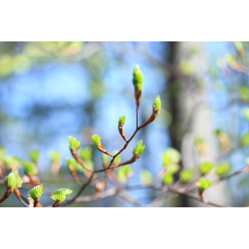 Spring Buds by Borchee, 24" H x 36" W