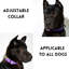 Ensemble de laisse imperméable pour chien en tpu avec collier, cordon d'entraînement antidérapant robuste en nid d'abeille