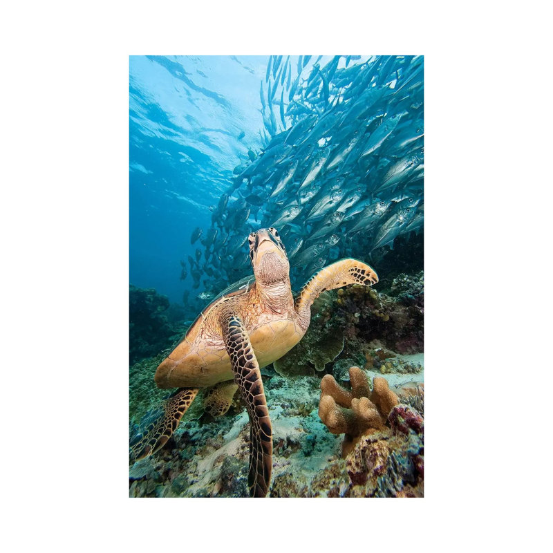 Green Sea Turtle And Schooling Bigeye Jacks, Sipadan Island, Malaysia - Wrapped Canvas Print
