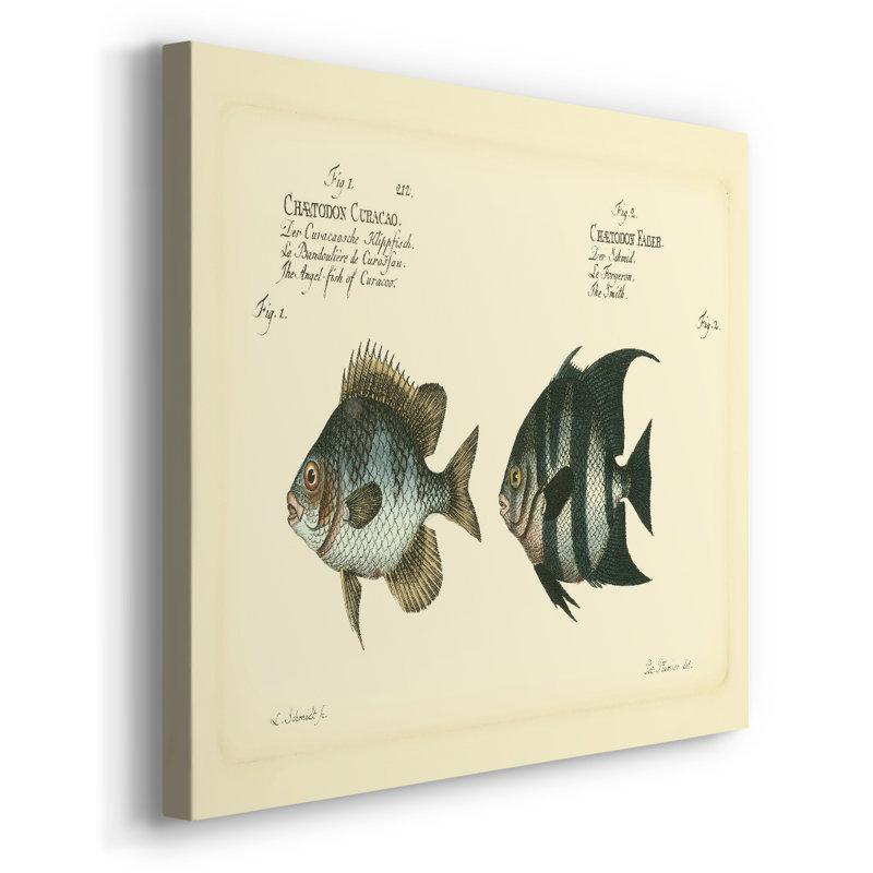 Bloch poisson antique II - galerie Cavas enveloppé, 12 x 18