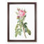 Pink Roses in Bloom by Pierre-Joseph Redoute - Picture Frame Graphic Art Print-55584026-55584028