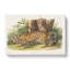 Jaguar by J.W. Audubon - Wrapped Canvas-55363119