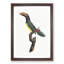 Green Aracari Toucan by Jacques Barraband - Framed Print-55575270-55575273