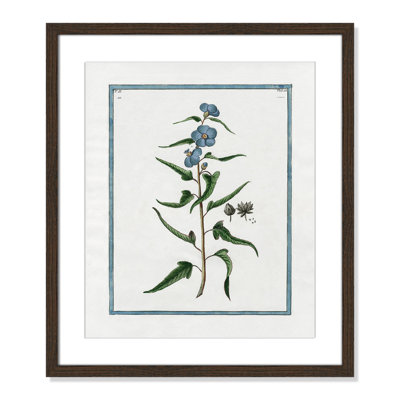 Colombe "Shabby Elegance Botanical I" Print