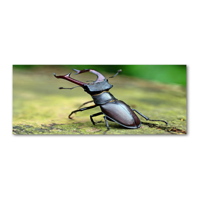 Beetle - Wrapped Canvas Print