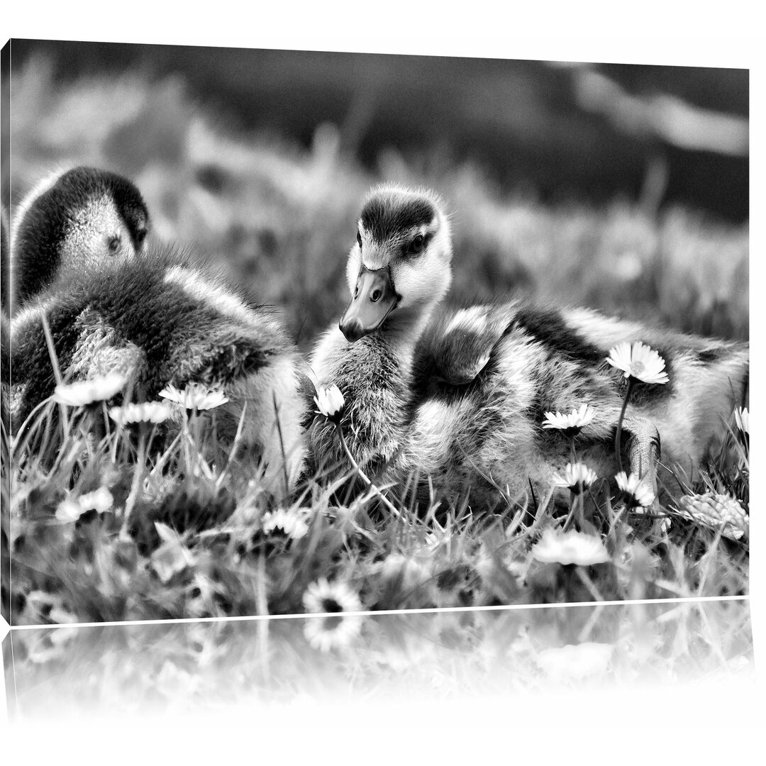 Leinwandbild Kühe auf Wiese in Monochrom