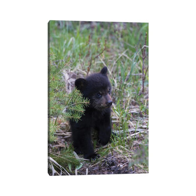 Black Bear Cub Exploring by Ken Archer - Wrapped Canvas Print