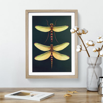 Desirable Dragonflies - Framed Print