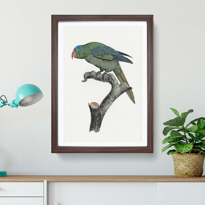 Blue Naped Parrot by F. Levaillant - Picture Frame Painting Print, 65cm H x 48cm W x 2cm D, Walnut Framed