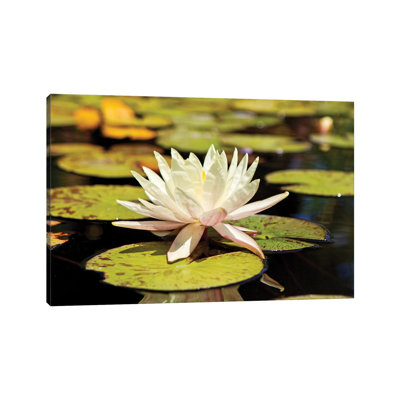 White Water Lily by Susan Schmitz - Wrapped Canvas Gallery-Wrapped Canvas Giclée