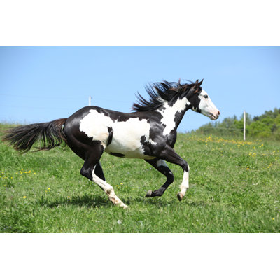 Horse Horse by Zuzule - Photographie sur toile tendue