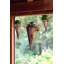 Aaru Metal Wall Planter