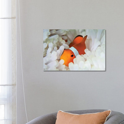 A False Clownfish Snuggles Amongst Its Host's Tentacles On A Reef by Ethan Daniels - Wrapped Canvas Print