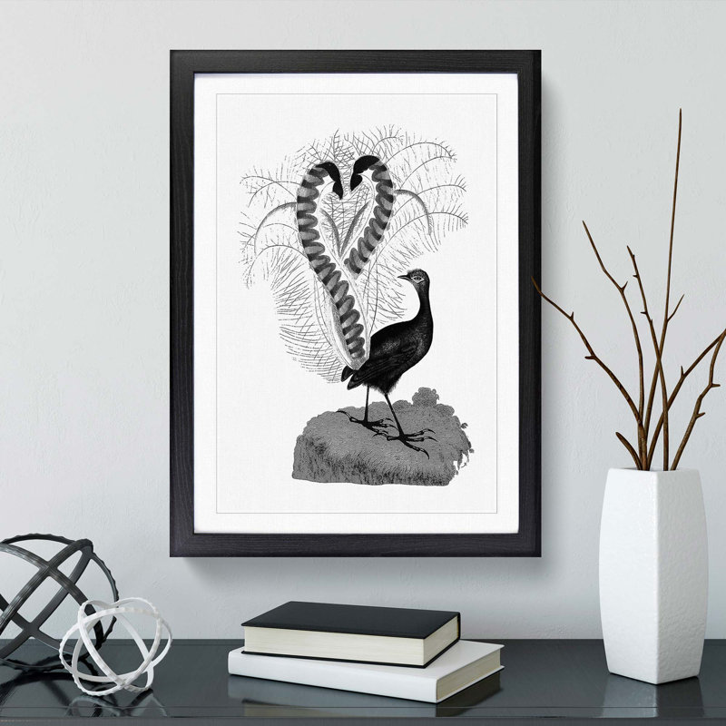 Lyrebird Illustration in Black & White - Framed Print, 36cm H x 27cm W x 2cm D, Black Framed