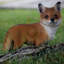 Statue debout fox pup