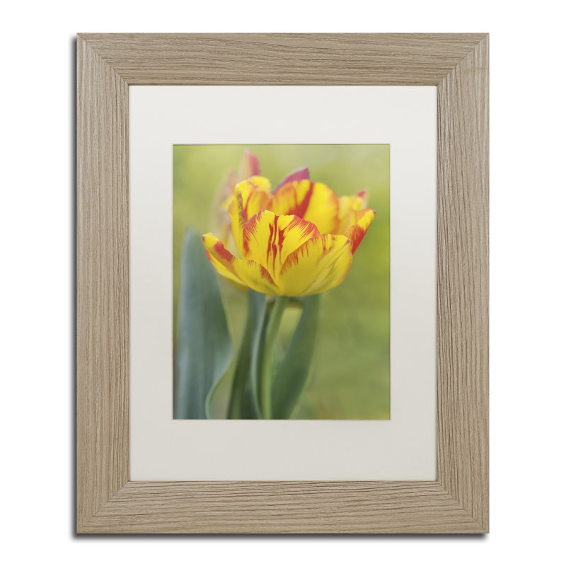 " Rembrandt Tulip ", 14" H x 11" W x 0.5" D, Black