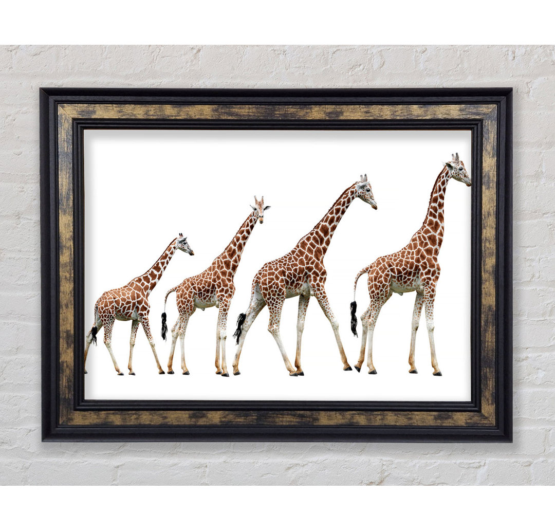 Giraffe Lineup - Drucken