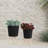Includes plant rack flower pots