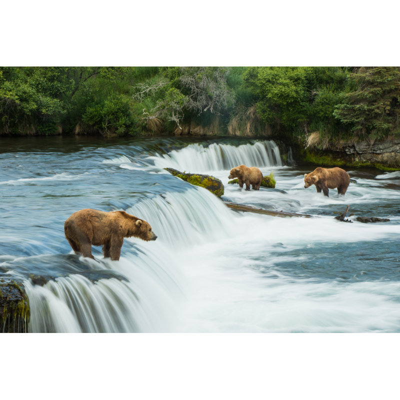 Grizzly Bear by Dennis Stogsdill - Wrapped Canvas Print, 30cm H x 46cm W