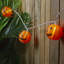 Lanterne en papier 10 lumières orange Jack-O-Lantern