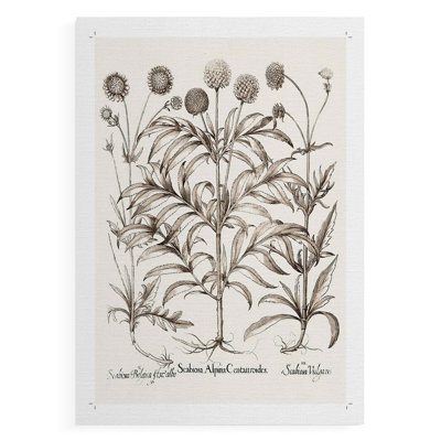 Sépia Besler Botanicals IV - Impression sur toile seulement - NON-CADRE