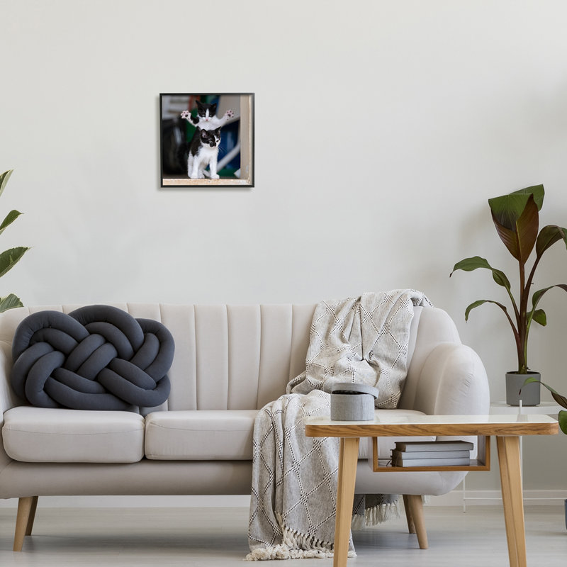 «Ba-373», reproduction de photographie de chat encadrée sur bois par Michel Zoghzoghi, Giclée encadrée noir minuit