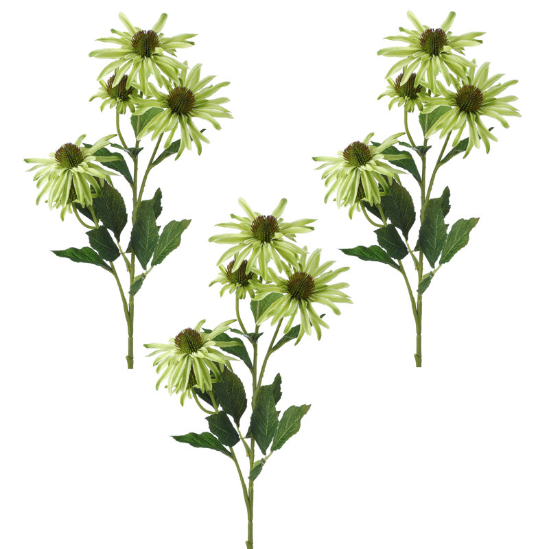 29 "échinacée 2 bourgeons, Vert