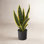 30" Snake Plant in Pot