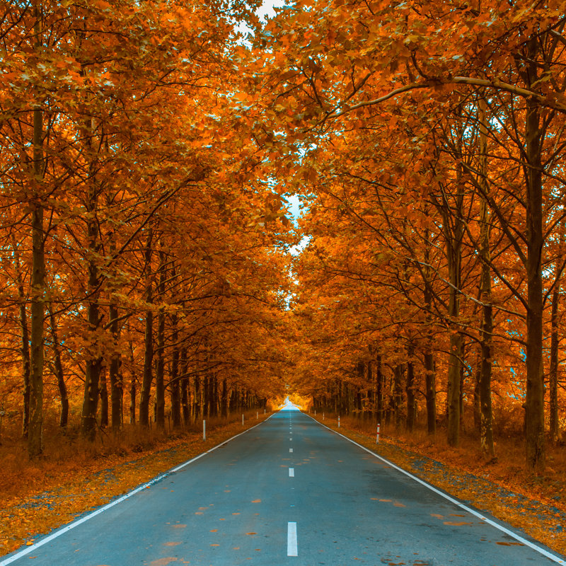 «Autumnal Alley» par Javarman3 - impression sur toile tendue, L 12 po x H 12 po