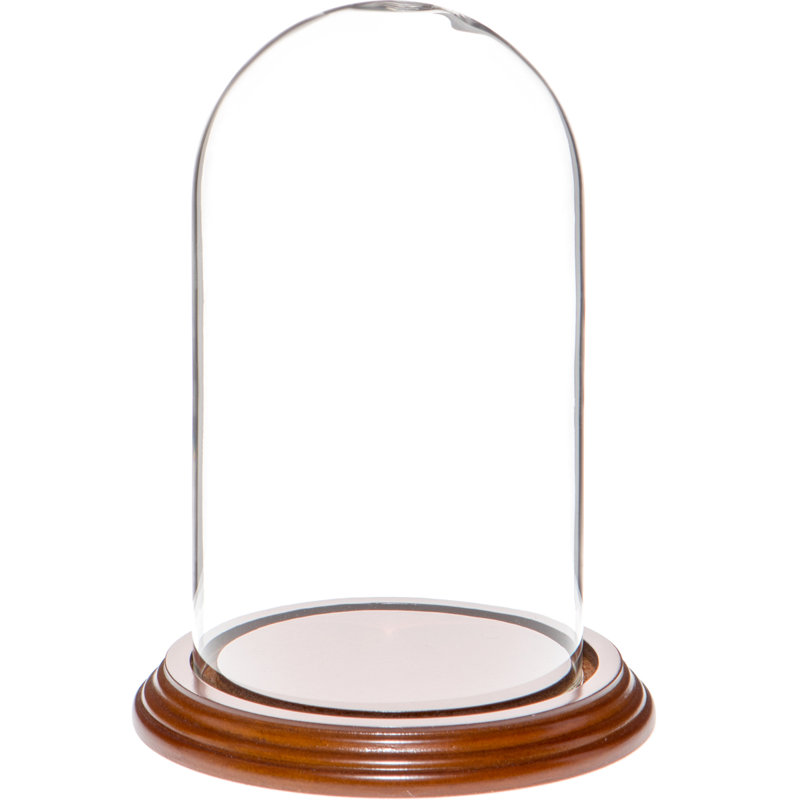 Cloche en verre 4 "x 7" Jenett, Base en placage de noyer
