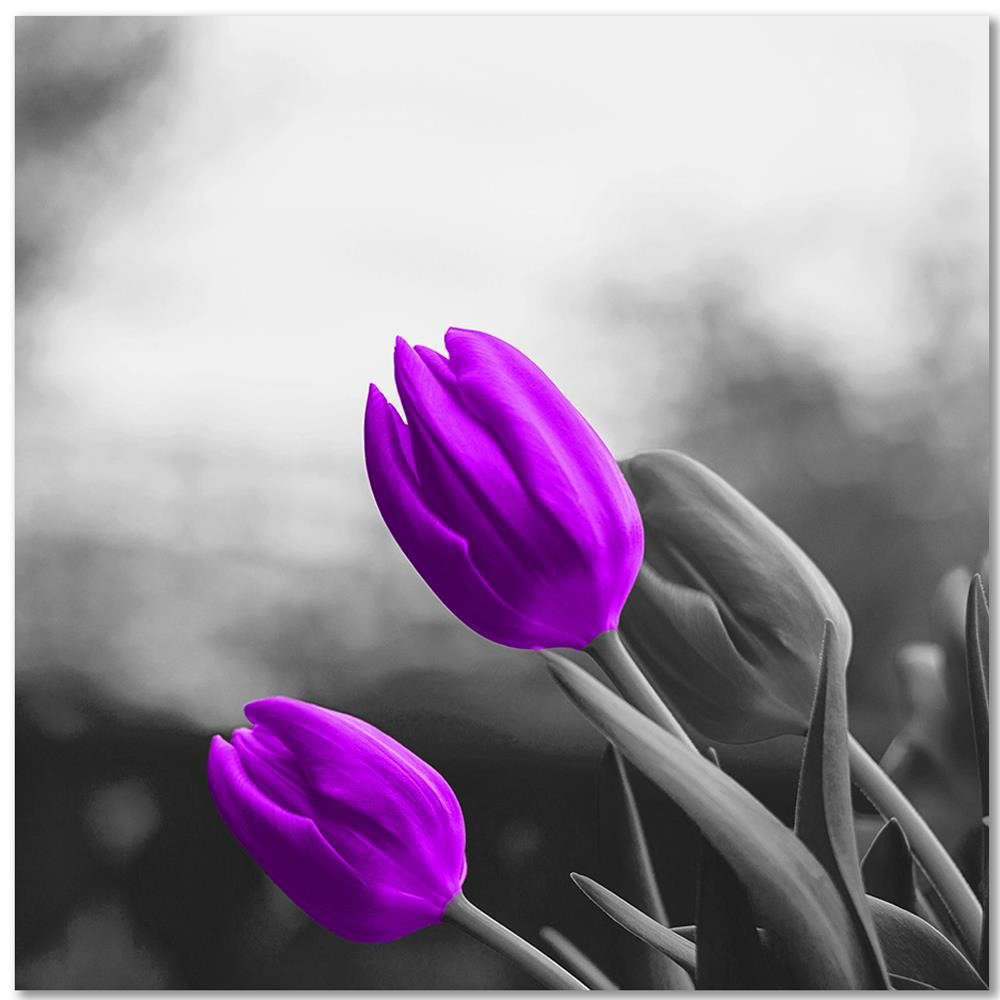 Leinwandbild Zwei violette Tulpen